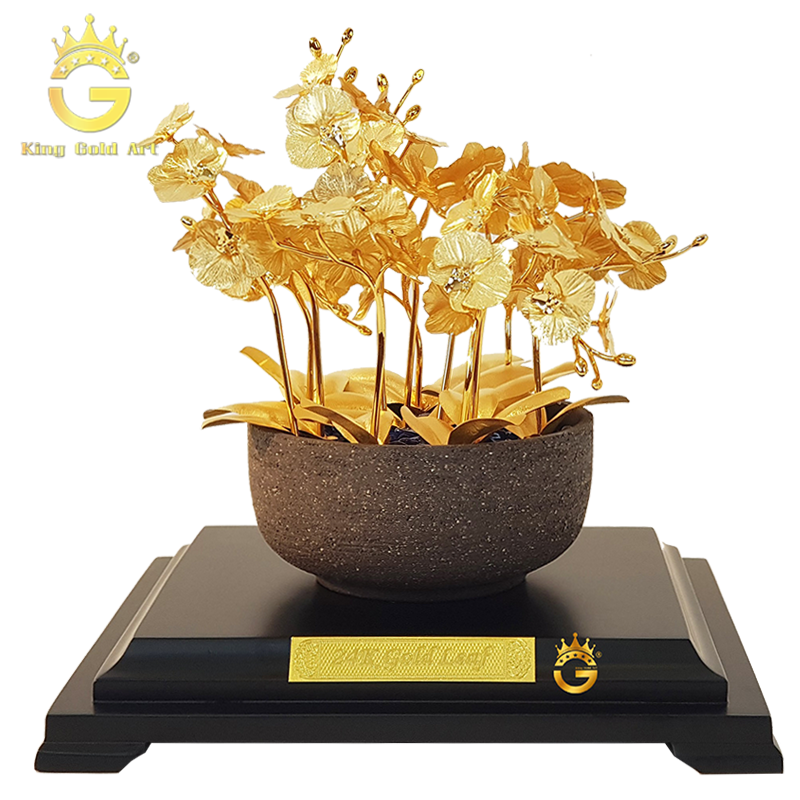 chậu lan hồ điệp